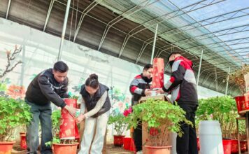 600 Mil vasos de peônias de Heze “florescem fora de época” para o encontro festivo