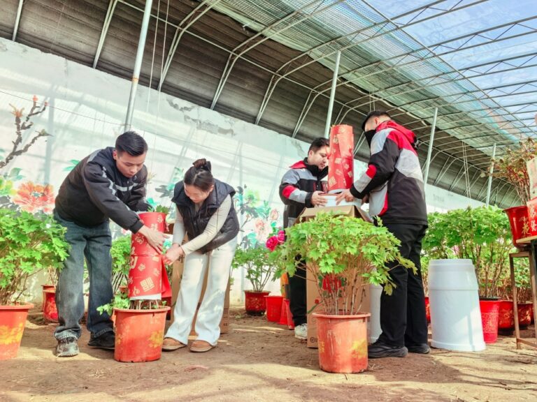 600 Mil vasos de peônias de Heze “florescem fora de época” para o encontro festivo