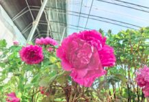 Peônias forçadas de Heze “enviadas para Guangdong” chegam ao mercado concentradas para “competir na primavera”
