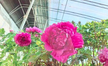 Peônias forçadas de Heze “enviadas para Guangdong” chegam ao mercado concentradas para “competir na primavera”