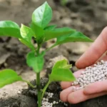 Fertilizantes brasileiros e restrições para exportação à China