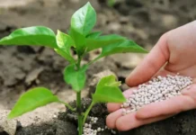 Restrições Chinesas à Exportação de Fertilizantes Acendem Alerta no Agronegócio Brasileiro Fertilizantes brasileiros e restrições para exportação à China