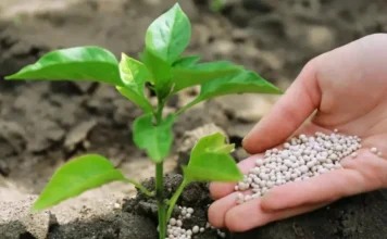 Restrições Chinesas à Exportação de Fertilizantes Acendem Alerta no Agronegócio Brasileiro Fertilizantes brasileiros e restrições para exportação à China