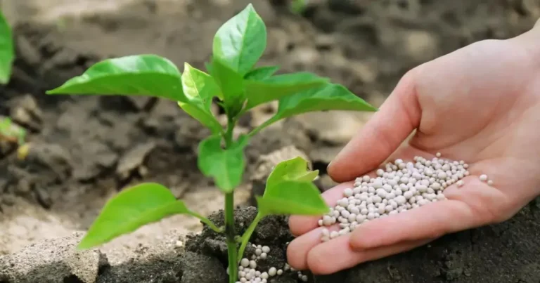 Restrições Chinesas à Exportação de Fertilizantes Acendem Alerta no Agronegócio Brasileiro