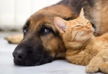 Lula comenta aumento de gastos com pets e compara hábitos de consumo entre Brasil e China Pets e gastos são alvos de comentário de Lula