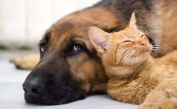 Lula comenta aumento de gastos com pets e compara hábitos de consumo entre Brasil e China Pets e gastos são alvos de comentário de Lula