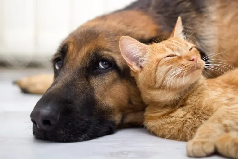 Pets e gastos são alvos de comentário de Lula