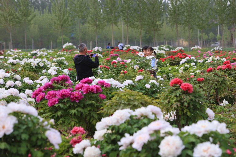 Existe sempre uma peônia que floresce para ti durante toda a primavera