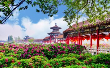 “Em nome da flor”, convidamos o mundo para o encontro prometido com a Peónia