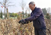 Embelezamento Urbano Global para Acolher a Grande Festa