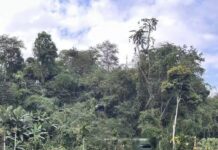 Dança dos pavões na floresta tropical: a narrativa natural da floresta primária de Xishuangbanna
