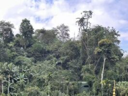 Dança dos pavões na floresta tropical: a narrativa natural da floresta primária de Xishuangbanna