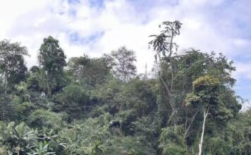 Dança dos pavões na floresta tropical: a narrativa natural da floresta primária de Xishuangbanna