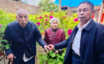 O “dote vivo” da avó de 102 anos de Heze: algumas mudas de peônia no passado, agora cem plantas perfumam o pátio