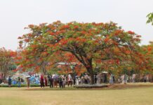 Um mar de flores o ano todo: conheça o “jardim tropical” de Xishuangbanna