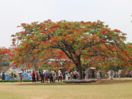 Mar de flores o ano todo: uma viagem ao “jardim tropical” de Xishuangbanna