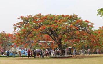 Um mar de flores o ano todo: conheça o “jardim tropical” de Xishuangbanna