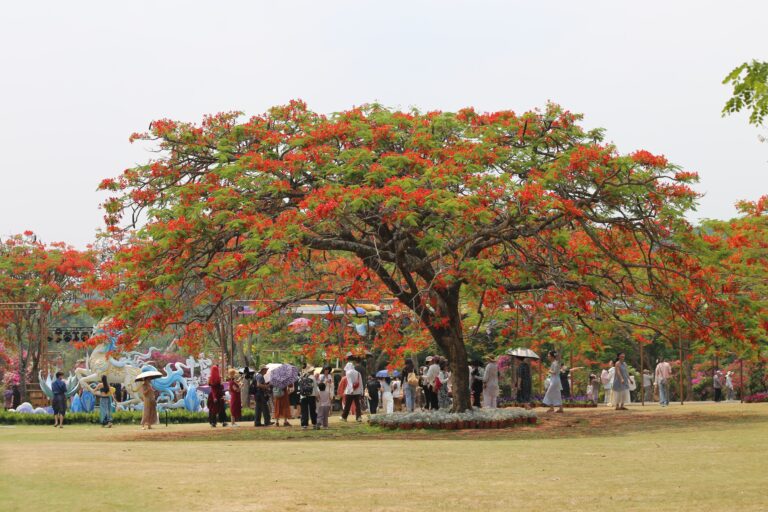 Mar de flores o ano todo: uma viagem ao “jardim tropical” de Xishuangbanna