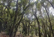 Entre florestas e rotas antigas: mídias internacionais visitam o Monte Ailao e o desfiladeiro Jinshan Yakou, em Yunnan