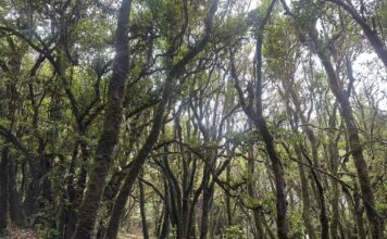 Um mar de flores o ano todo: conheça o “jardim tropical” de Xishuangbanna