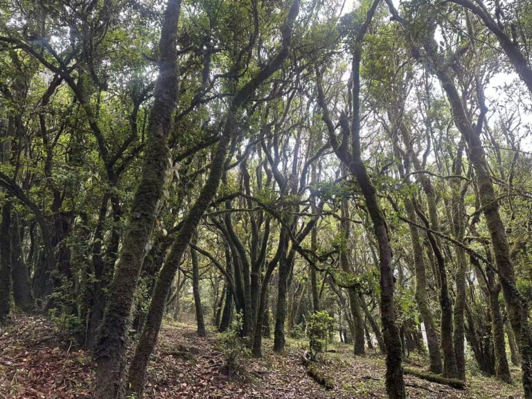 Entre florestas e rotas antigas: mídias internacionais visitam o Monte Ailao e o desfiladeiro Jinshan Yakou, em Yunnan