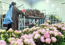 Heze comercializa 120 milhões de hastes de peônias e impulsiona indústria local