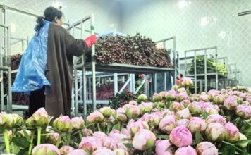 Heze comercializa 120 milhões de hastes de peônias e impulsiona indústria local