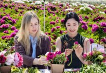 Estudantes estrangeiros visitam Heze e vivenciam a cultura da peônia