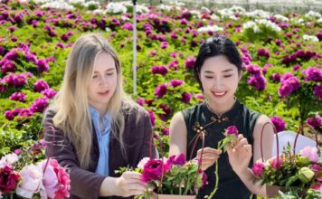 Estudantes estrangeiros visitam Heze e vivenciam a cultura da peônia