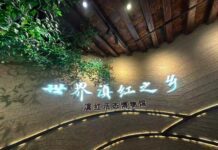 Museu Vivo do Dianhong: um acervo de um século conectando o mundo pelo aroma do chá