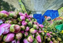 Distrito de Mudan, Heze, Shandong: Cadeia completa da agricultura moderna enriquece os moradores