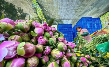 Distrito de Mudan, Heze, Shandong: Cadeia completa da agricultura moderna enriquece os moradores