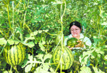 Distrito de Mudan, Heze, Shandong: Agricultura característica impulsiona renda