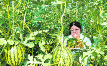 Distrito de Mudan, Heze, Shandong: Agricultura característica impulsiona renda