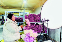 Cidade de Heze, província de Shandong: Produtos culturais criativos da peônia conquistam o mercado