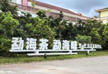 O aroma do chá na floresta tropical: a modernização do principal condado produtor de chá Pu’er da China