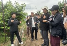 A história do “crescimento inverso” das frutas e hortaliças de Ledu