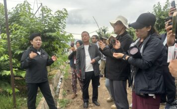 A história do “crescimento inverso” das frutas e hortaliças de Ledu