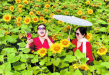 Distrito de Mudan, Heze: Girassóis florescem no Rio Qili