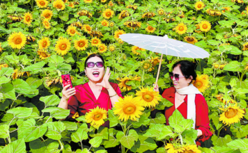 Girassóis florescem no Rio Qili