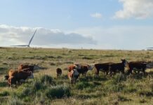 Brasil anuncia acordo sobre tarifa chinesa aplicada à carne bovina