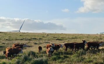 Brasil e China avançam em acordo sobre tarifa aplicada à carne bovina de Mato Grosso do Sul