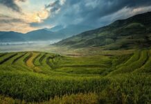 Novo plano agrícola da China amplia oportunidades para o agro brasileiro