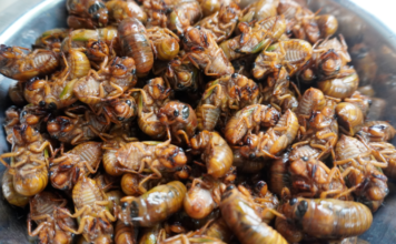 Cigarras emergem do solo e vendem como água: o comércio noturno de verão na Zona Nova de Luxi, Heze, está em alta!