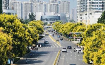 Uma copa dourada, outono por toda a cidade: florescem as koelreuterias nas ruas da Nova Área de Luxi, em Heze