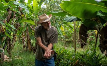 Produção florestal do Brasil atinge recorde de R$ 47,9 bilhões