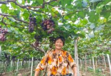Distrito de Gaozhuang, Heze – Pequenas uvas dão boa vida aos aldeões