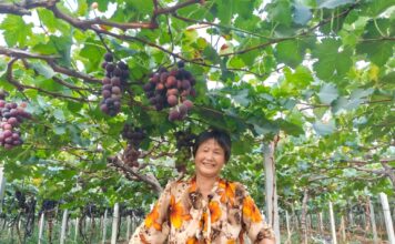 Distrito de Gaozhuang, Heze – Pequenas uvas dão boa vida aos aldeões